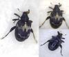 Tachyerges salicis